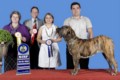 Matriz - Fila Brasileiro Tigrado - Canil Singular - Safira